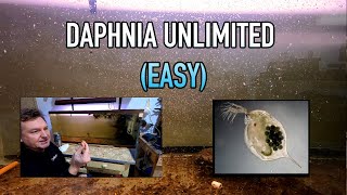 How I Raise Daphnia Water Fleas And You Can Too [upl. by Etennaej]