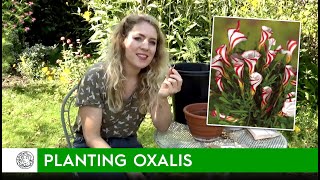 How to plant Oxalis bulbs  FarmerGracycouk [upl. by Nihhi]