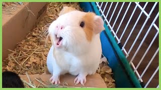 Best guinea pig noises of 2019 WARNING LOUD [upl. by Merilyn]