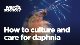 Caring and Culturing for Daphnia [upl. by Weslee434]