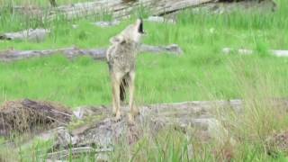 Coyote barking [upl. by Kaela561]