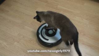 Cat shows HOW TO use iRobot Roomba Vacuum [upl. by Nitsa]