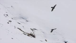 Courtship by a pair of Lammergeier or Bearded Vultures with Himalayan Griffon Vulture [upl. by Cosetta]