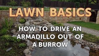 How to Drive an Armadillo Out of a Burrow [upl. by Ihskaneem]