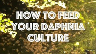 How To Feed Your Daphnia Culture [upl. by Akilat]