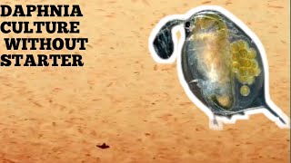 HOW TO CULTURE DAPHNIA NATURALLY WITHOUT A STARTER [upl. by Gonzales554]