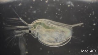 Daphnia magna under the Microscope [upl. by Adnirb996]