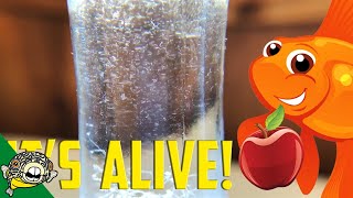 How to culture Vinegar Eels The EASY Way Live Fish Food [upl. by Esil]