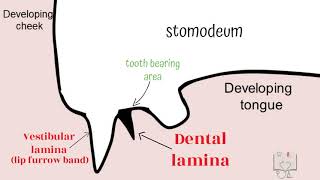 Development of Tooth  Part 1 Morphological stages dental lamina [upl. by Emse]