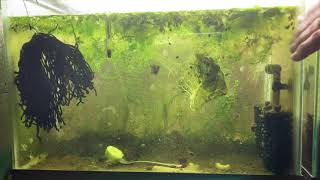 Scuds Daphnia Cherry Shrimp Copepods My aquatic food culture [upl. by Leandre]