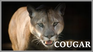 Cougar scream at night in the woods Mountain lion sounds very scary [upl. by Nilyad]