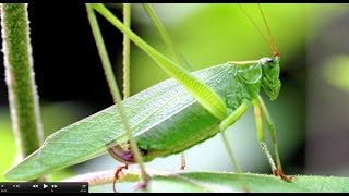 Understanding Insect Sounds Natures Orchestra [upl. by Atirrehs]