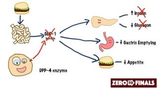 How does sitagliptin work DPP4 inhibitors and GLP1 mimetics [upl. by Hightower]