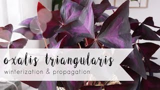 OXALIS TRIANGULARIS  Winterization and Propagation [upl. by Dafna127]