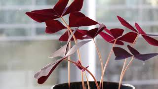 Oxalis Triangularis Love Plant 24h TimeLapse [upl. by Husha14]