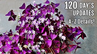 OXALIS Plant CARE 101  BEST Soil Mix Fertilizer Light amp Water Requirements amp Propagation [upl. by Annunciata]