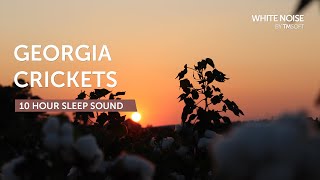 Georgia Summer Evening Crickets amp Katydids  10 Hours Sleep Sound  Black Screen [upl. by Amekahs]