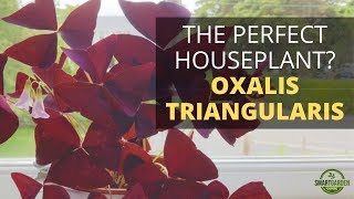 Oxalis Triangularis Houseplant Care Purple Shamrock  This Easy Care Indoor Plant Has Everything [upl. by Ramat706]