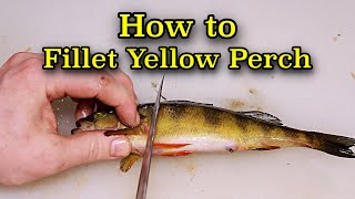 How To Fillet A Yellow Perch  Its Easy [upl. by Airt578]