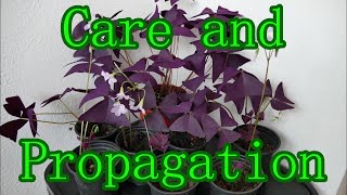 Oxalis Triangularis Care And Propagation With Time Lapse [upl. by Anaitsirc864]