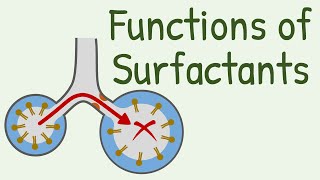 Functions of Surfactants in Alveoli [upl. by Jeffries]