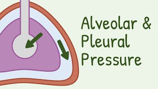 Alveolar Pressure and Pleural Pressure [upl. by Northway]