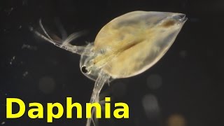 Daphnia [upl. by Portie]