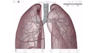 Visible Body  A 3D Virtual Tour of the Lungs [upl. by Riocard]