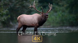 Natures Best Sounds  Elk Bugling in 4k [upl. by Eipper]