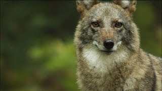 Meet the Coywolf A New Hybrid Carnivore Roams the City  MetroFocus [upl. by Anaahs612]