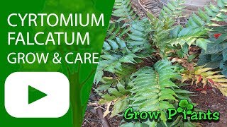 Cyrtomium falcatum  grow amp care Japanese holly fern [upl. by Adalia]