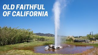 Old Faithful Geyser of California in Napa Valley [upl. by Alul]