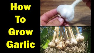 How To Grow Garlic  The Definitive Guide For Beginners [upl. by Gean159]