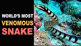 Worlds Most Venomous Snake  Belcher’s Sea Snake [upl. by Salangi]