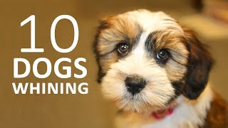 DOGS WHINING and Crying Sound Effect  Show this to your Dog and See What Happens HD [upl. by Hagen]