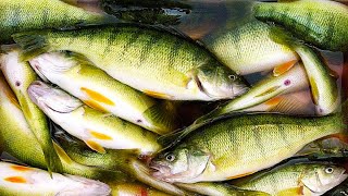 How To Catch amp Cook Yellow Perch  Lake Michigan  Field Trips Wisconsin [upl. by Nylra]