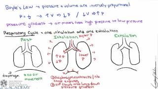 Pulmonary and Alveolar Ventilation [upl. by Airamasor]