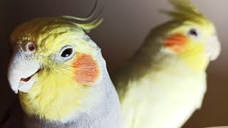 Cockatiel Sounds 24 HOURS of Cockatiel Singing for Lonely Cockatiels [upl. by Schnabel]