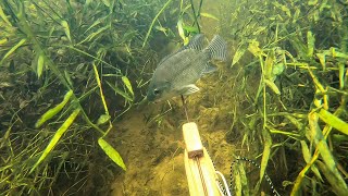 Una Gran Dia de Pesca Con Arpón Así Se Pescan Muchos Peces [upl. by Akirdnuhs]