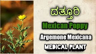 ದತ್ತೂರಿ Mexican Poppy Argemone Mexicana [upl. by Pubilis441]