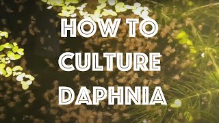 How To Culture Daphnia Magna [upl. by Aidil903]