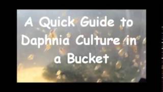 How to culture daphnia outside [upl. by Xila509]