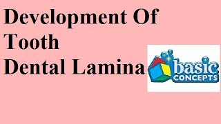 Dental lamina  Devp of tooth Part 1a [upl. by Aniret]