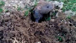 Rat making his burrow  home [upl. by Viddah514]