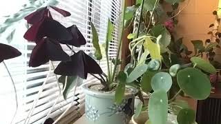 House Plant movement Time Lapse [upl. by Ylas]