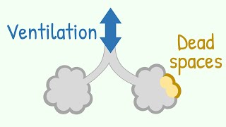 Ventilation amp Dead Spaces in Respiratory Tract [upl. by Tommi]