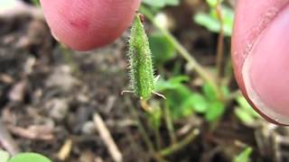 Yellow Woodsorrel Oxalis Stricta Seeds Exploding in Slow Motion [upl. by Faden398]