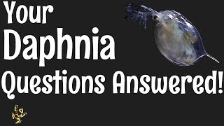 Daphnia Questions Answered [upl. by Merl]