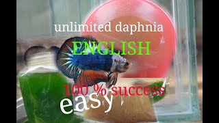 daphnia moina culture Easy way Unlimited production English  with sub Green water Chlorella [upl. by Gruber]