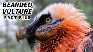 Bearded Vulture Facts a BIRD that EATS BONES  Animal Fact Files [upl. by Maddis]